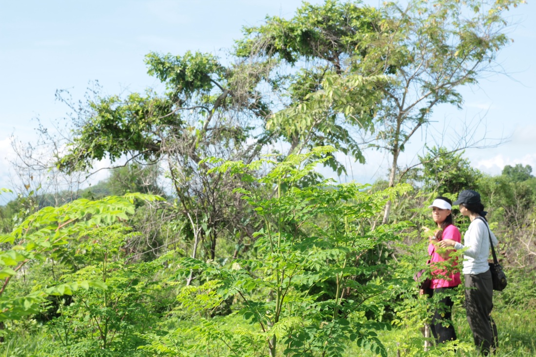 IlocosMoringa